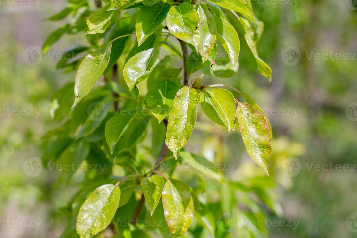 Gall mite on tree leaves. Pear leaves with small disease spots. Parasitic Tree disease and methods of prevention photo