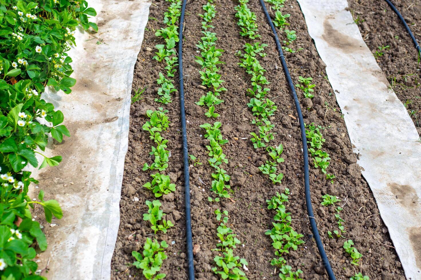 Young radishes grow in rows in a bed along drip irrigation pipes in early spring. Growing and watering vegetables in the garden photo