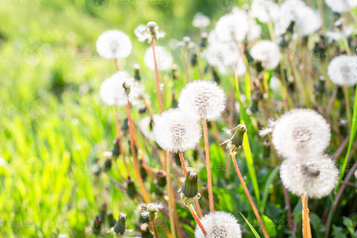 Flowers of faded dandelion, white cap of seeds on a summer meadow on a sunny day, selectiv focus photo