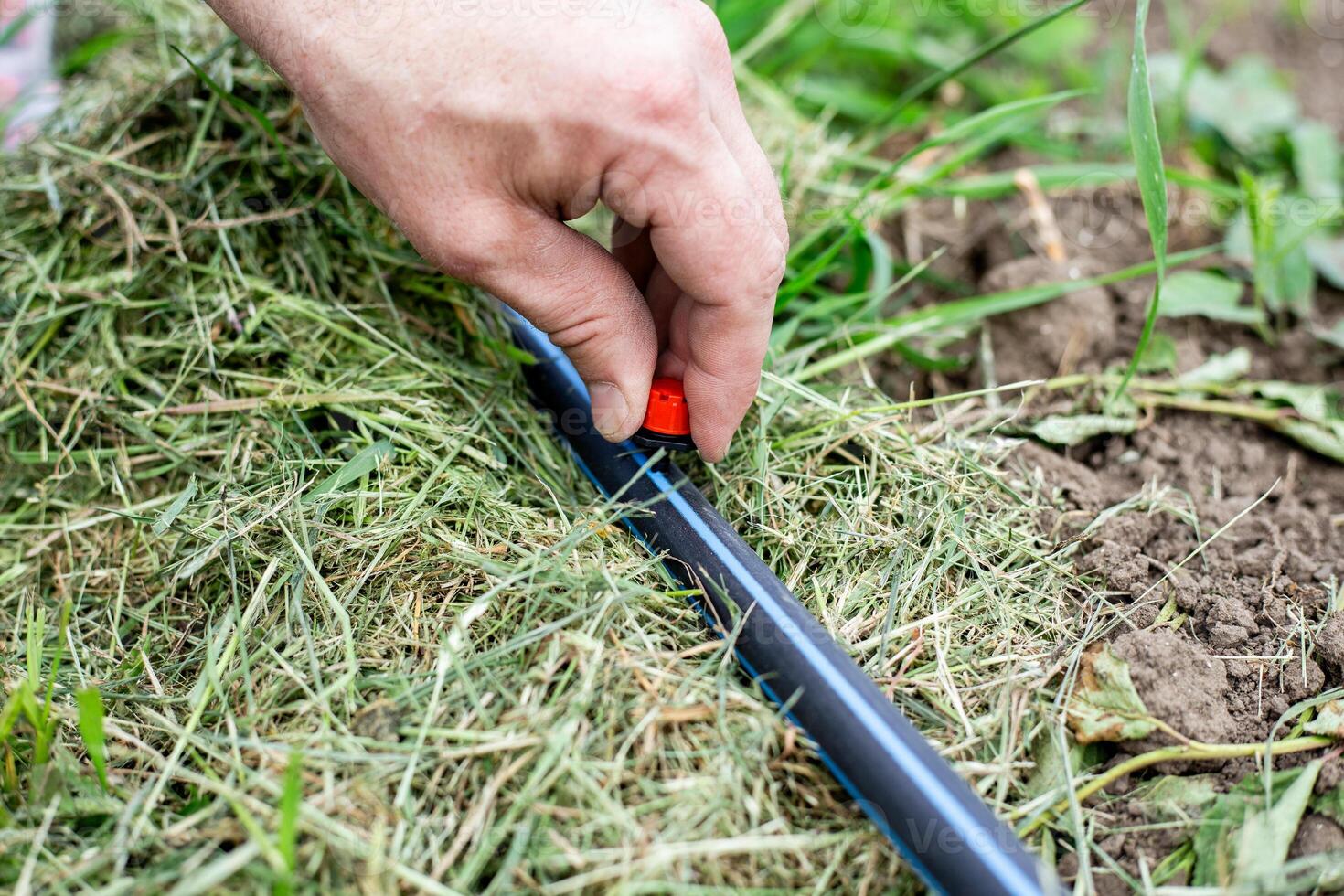 A man installs drip irrigation in a garden by installing drip nozzles on pipe photo
