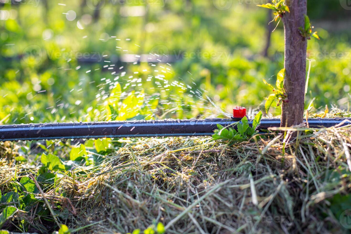 Drip irrigation tubes on the ground from which water drips, watering young tree seedlings photo