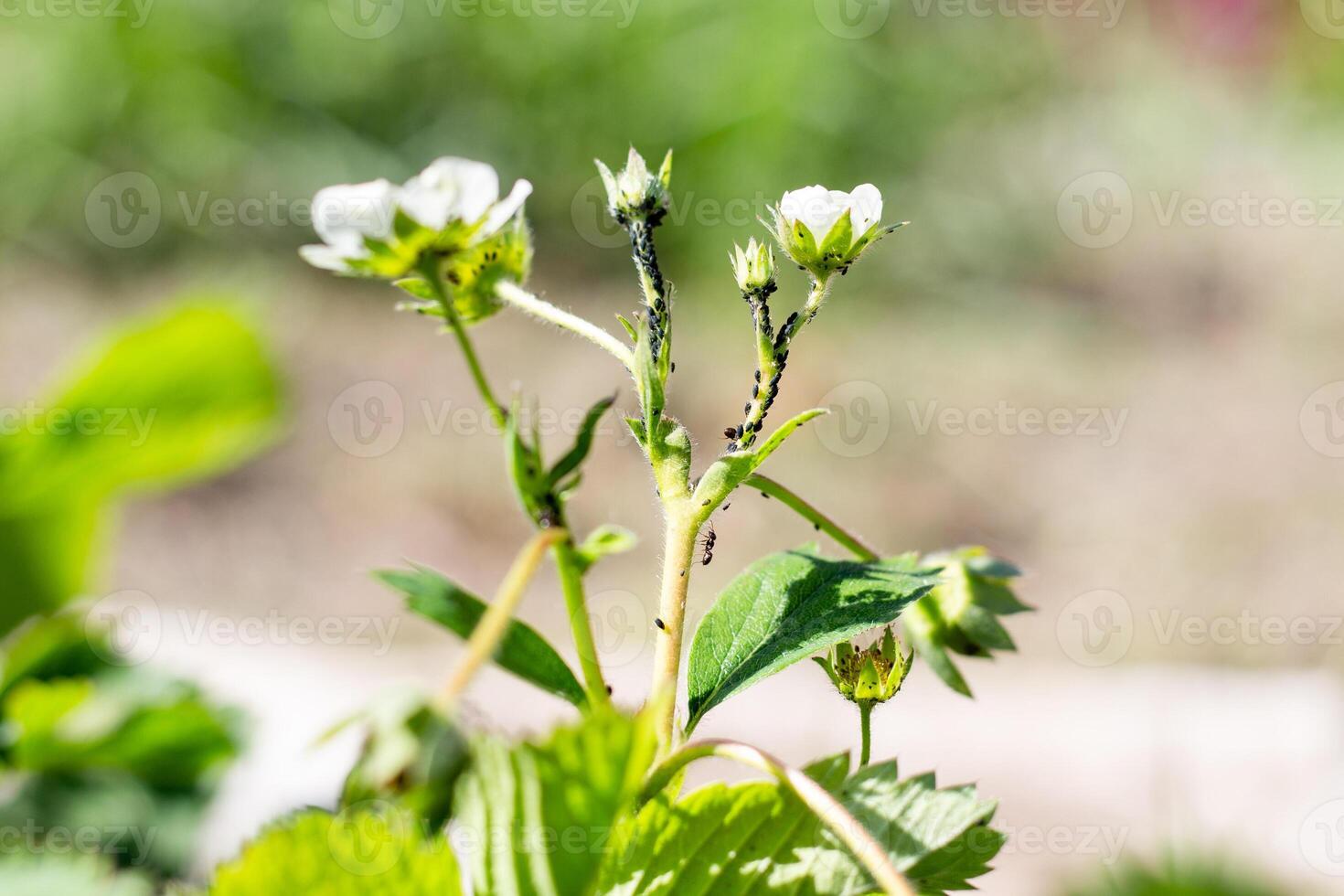 Colony of black aphids and ants on the stems of flowering strawberries. Prevention and control of insect parasites. photo