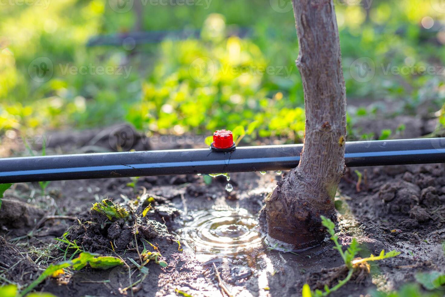 Drip irrigation tubes on the ground from which water drips, watering young tree photo