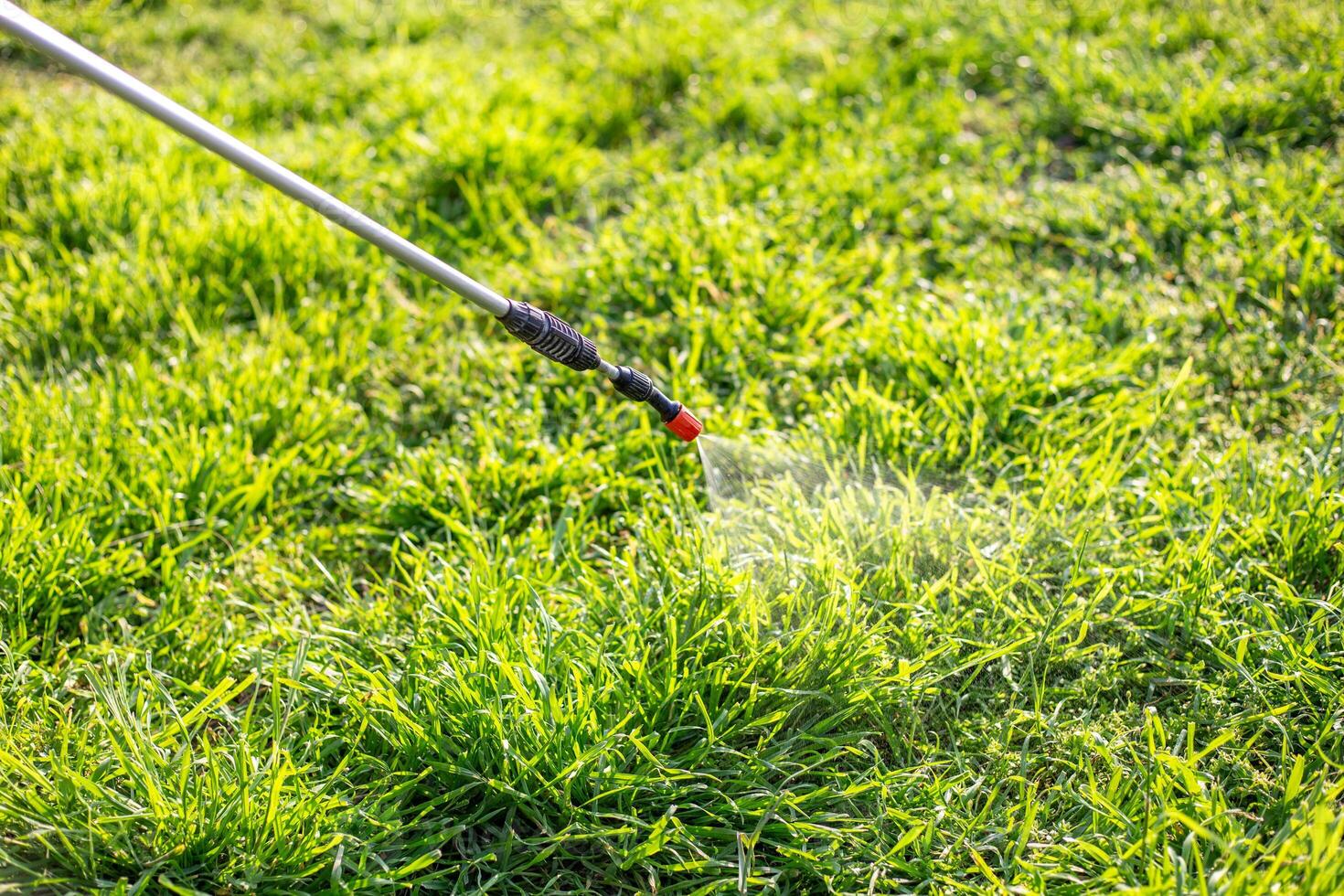 Spraying the grass in the garden with a garden sprayer against ants. Garden pest control photo