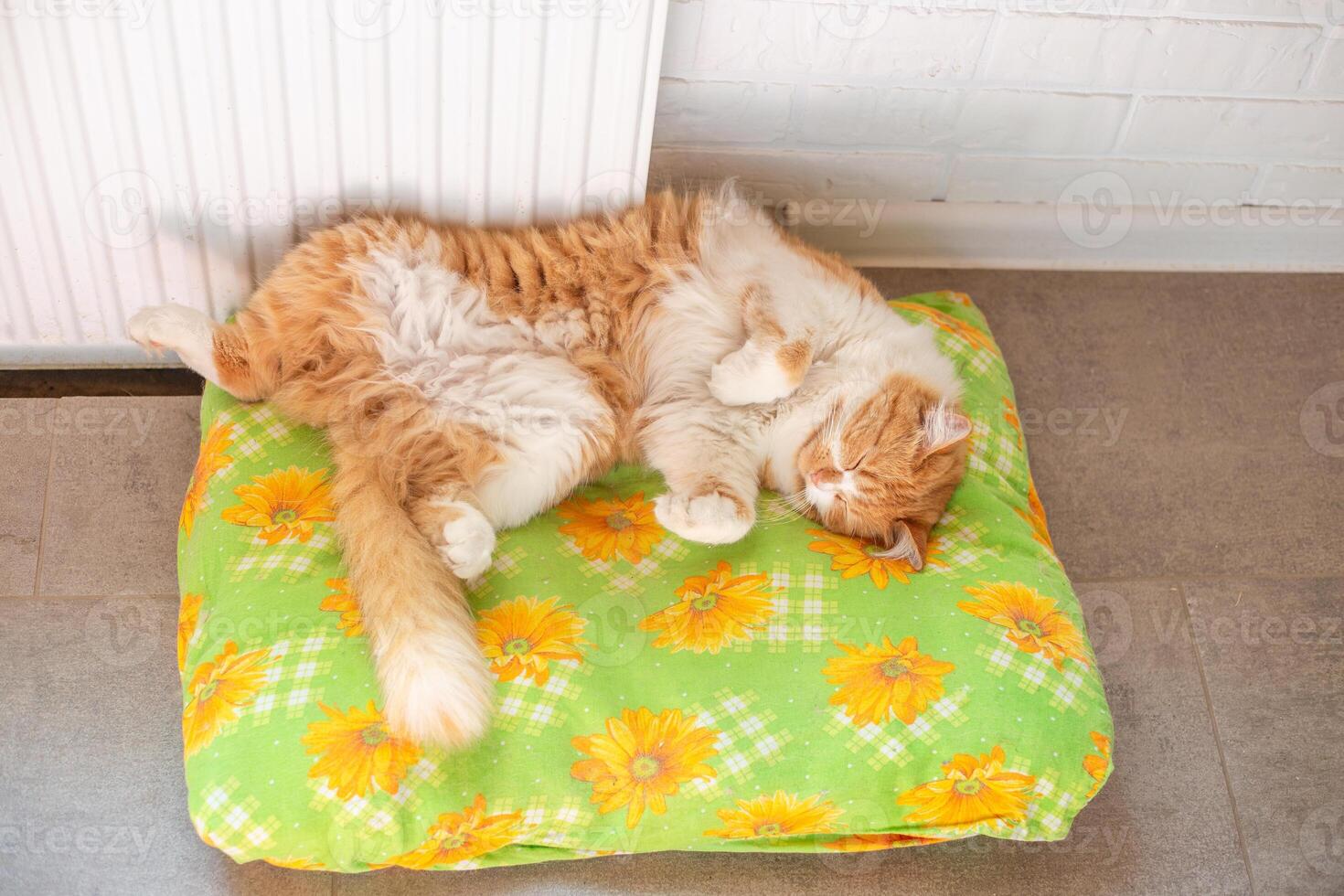 A red cat with a white chest sleeps sweetly on a pillow, lying on its back and spreading its paws. Comfortable sleep for pets photo