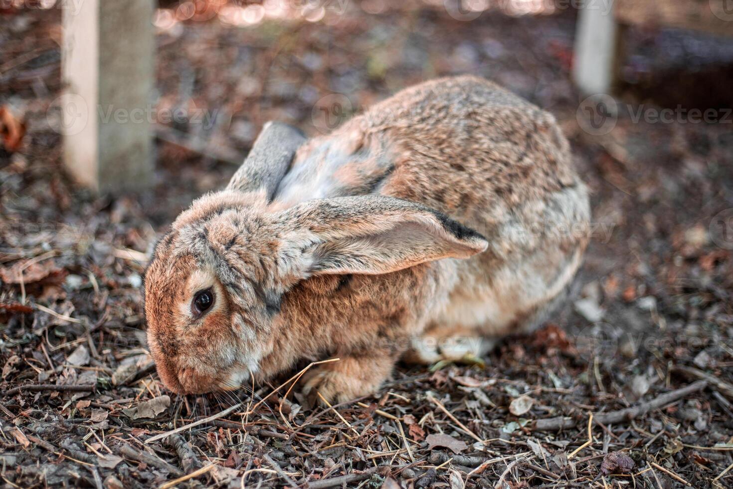 Gray domestic rabbit sits on the ground huddled. Growing pets photo