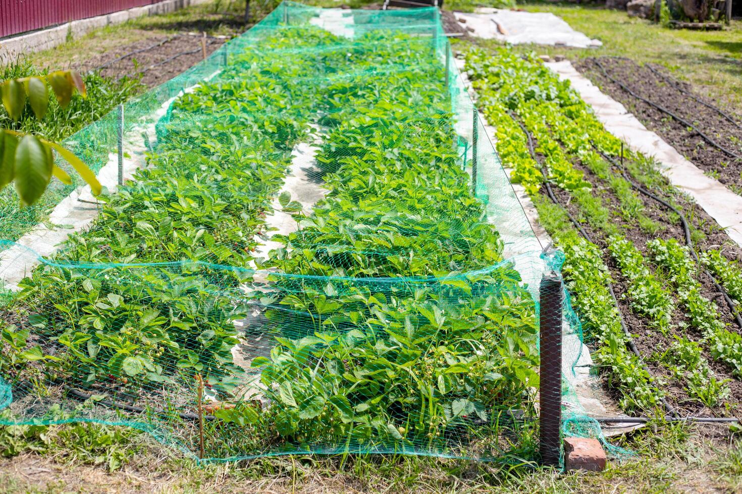 A country vegetable garden with a long bed of strawberries under a stretched net from birds and a bed of vegetable greens photo