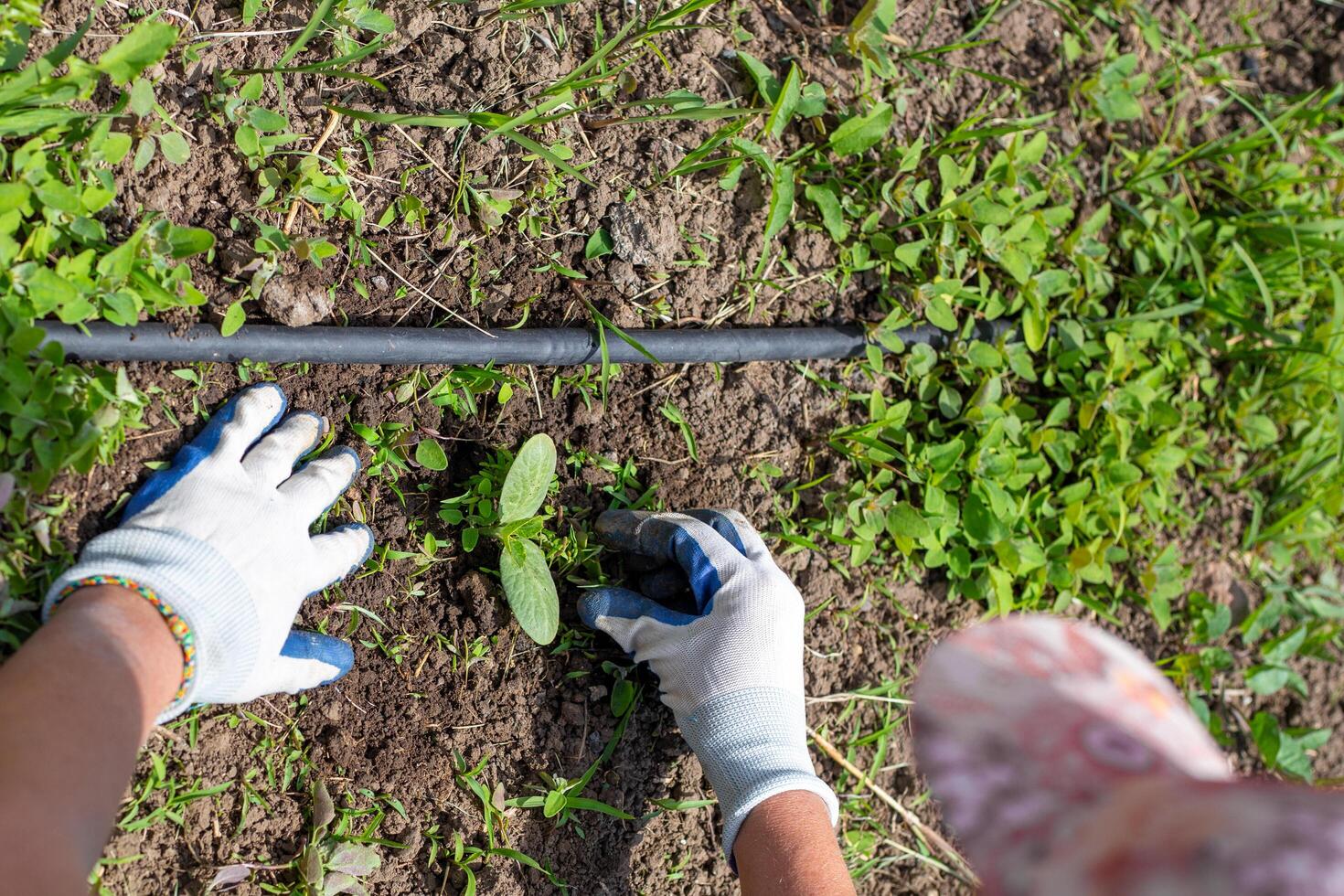 A gardener weeds zucchini plants in beds with a drip irrigation tube. Weed control in the garden. photo