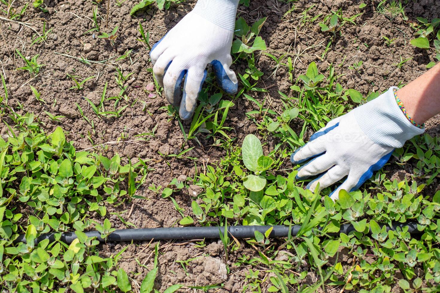 Gardener weeds pumpkin plants in beds with drip irrigation tube. Weed control in the garden.. photo
