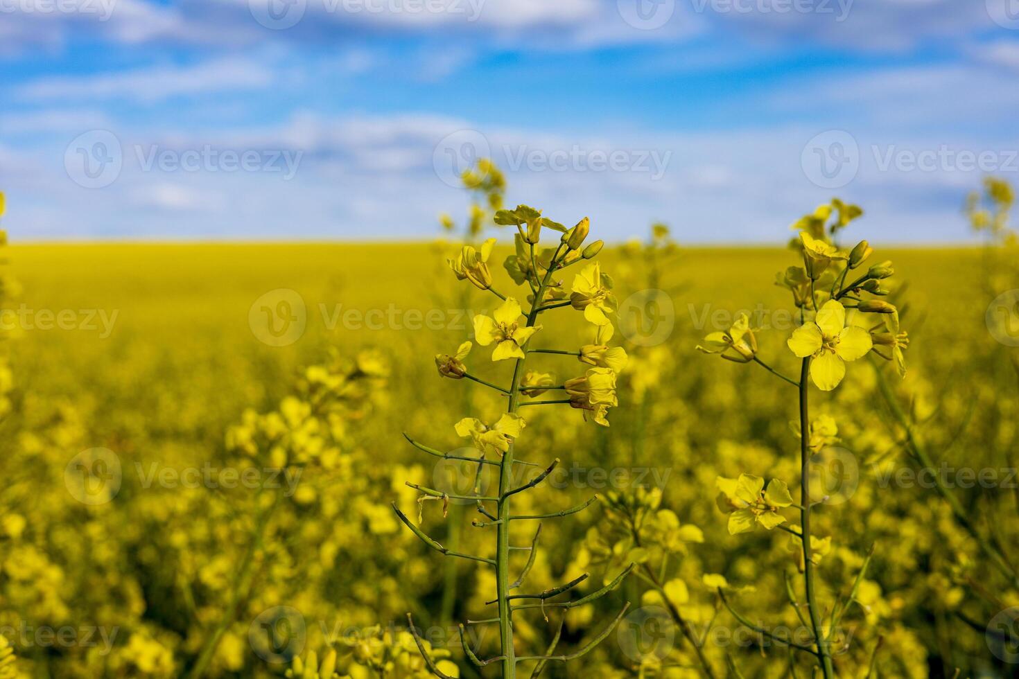 Vibrant yellow rapeseed blossoms flourish across agricultural fields, reflecting growth and vitality under a clear blue sky in spring photo