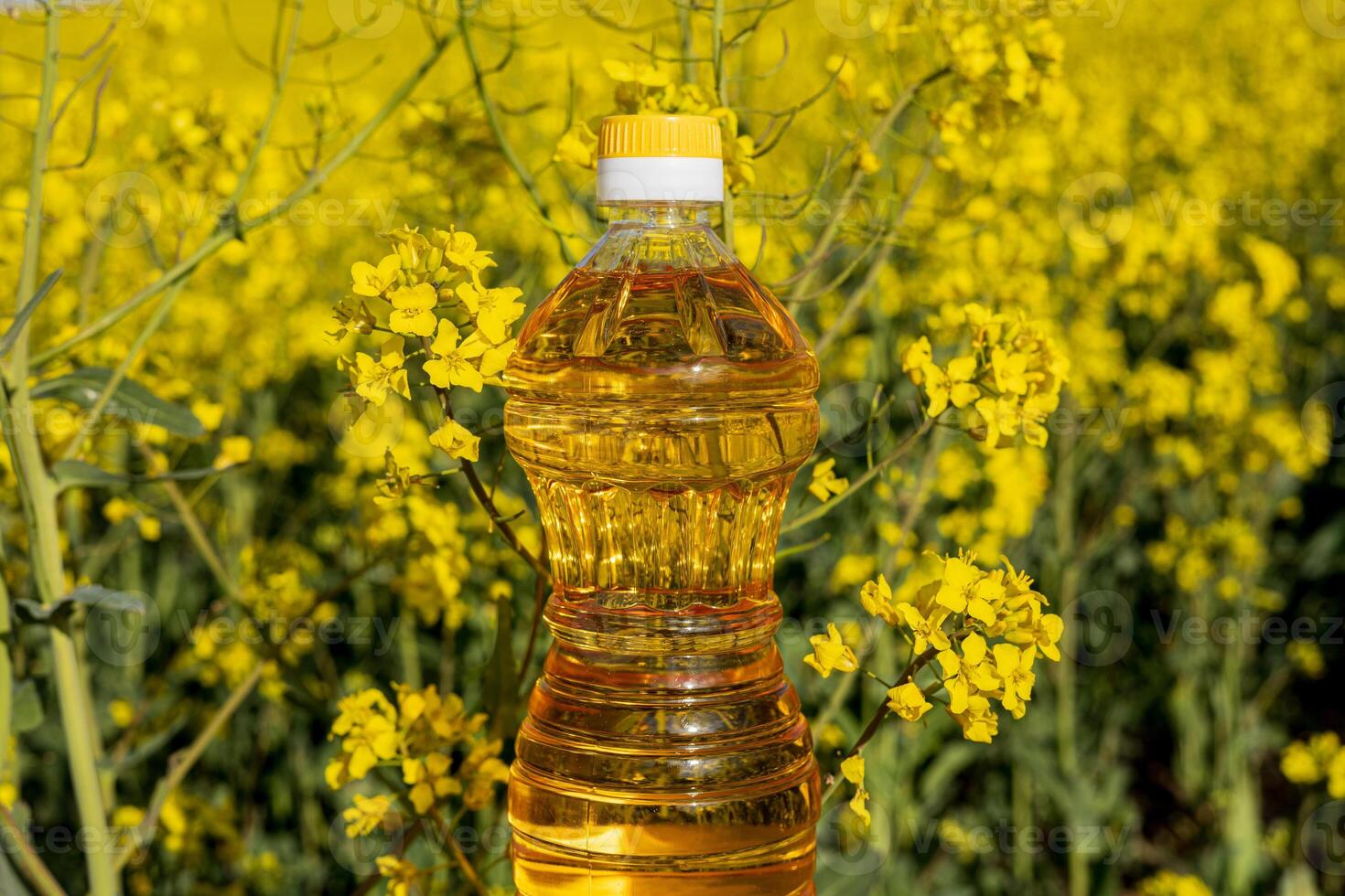 Vibrant yellow rapeseed flowers bloom in a large field as a bottle of oil stands among them on a clear sunny day, showcasing agricultural beauty photo