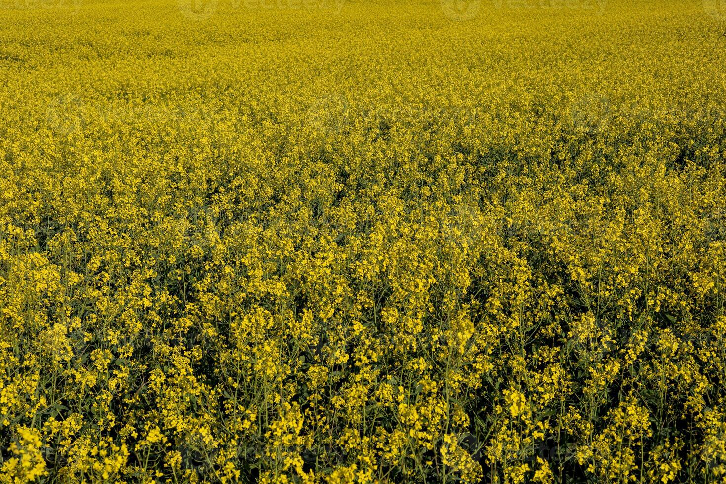 Golden fields of rapeseed flowers showcase nature's beauty, signaling the arrival of spring and thriving agricultural practices photo