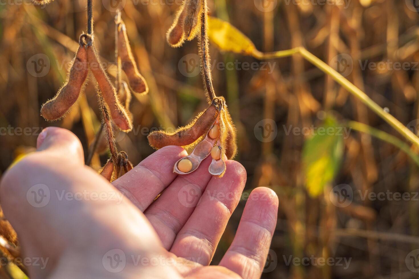 A hand gently inspects ripe soybean pods hanging from a plant, illuminated by golden sunlight on a harvest day photo