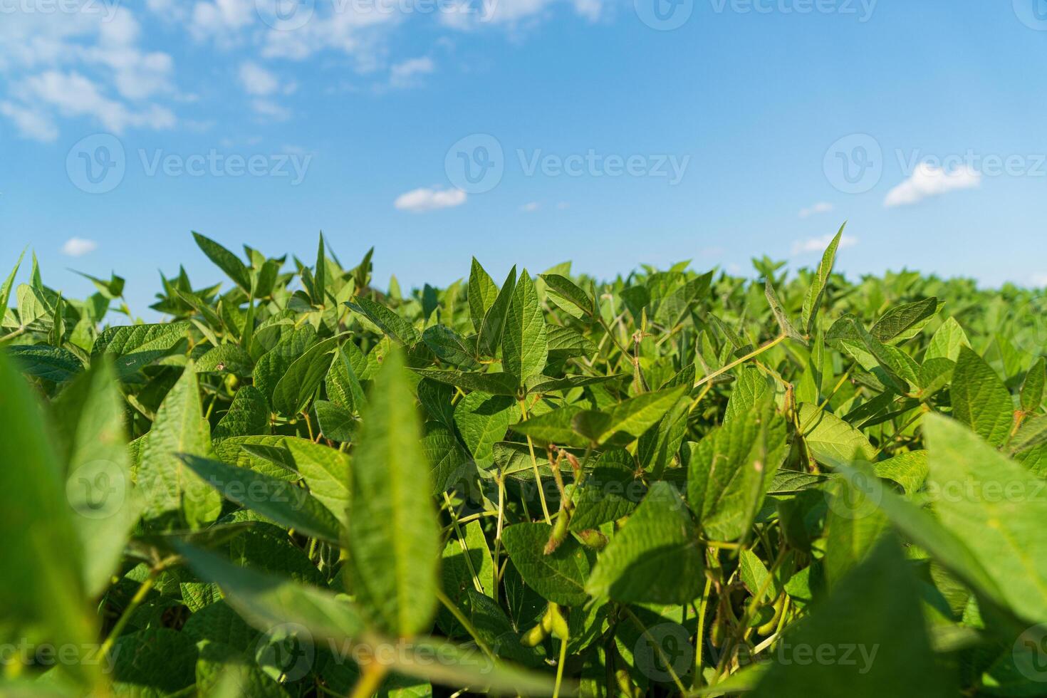 Rows of vibrant green soybean plants extend towards the horizon under a bright blue sky filled with fluffy clouds photo