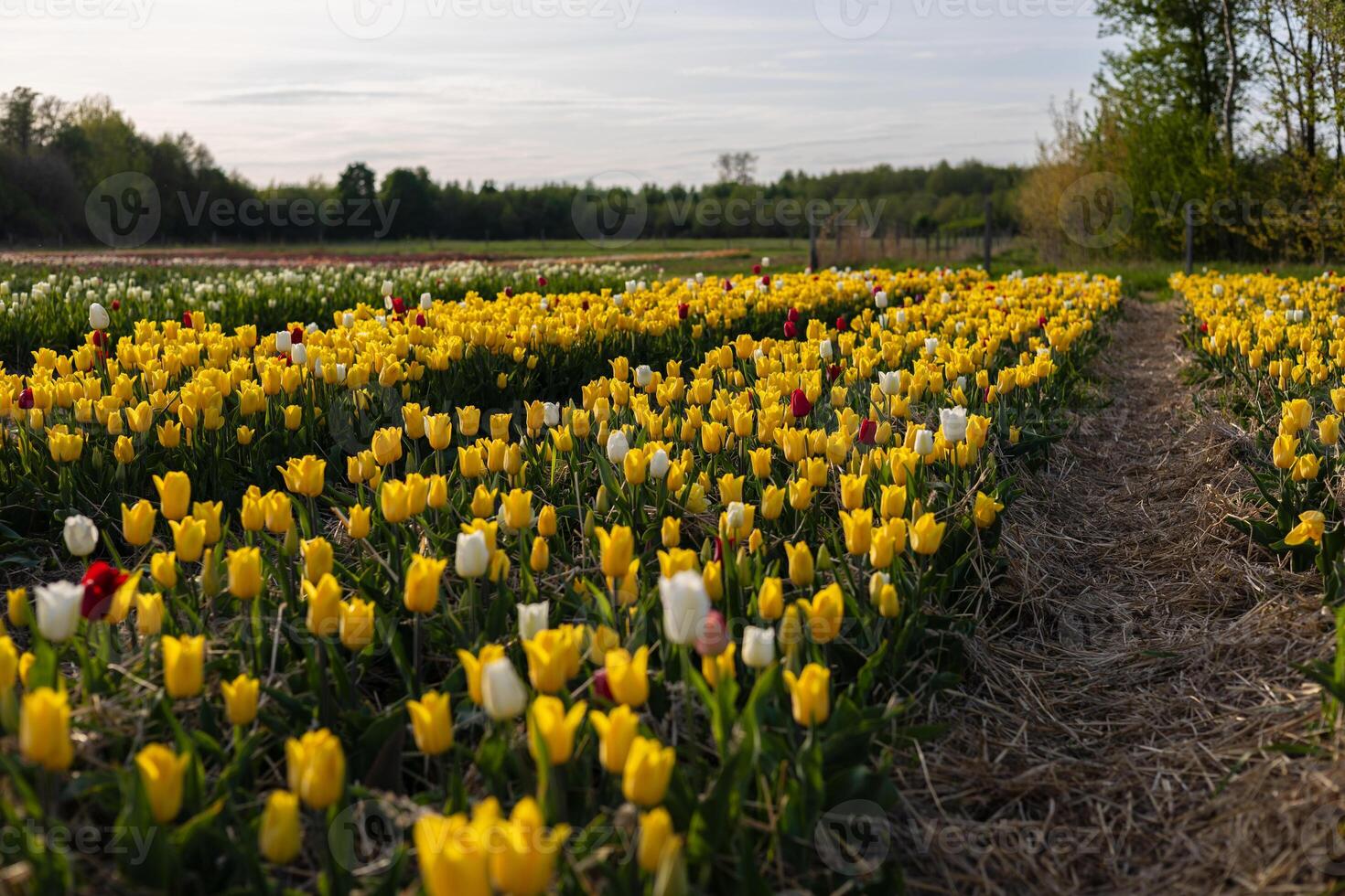 Vibrant tulip fields display a variety of colors, with yellow, red, and white blooms thriving in the warm spring sunlight photo