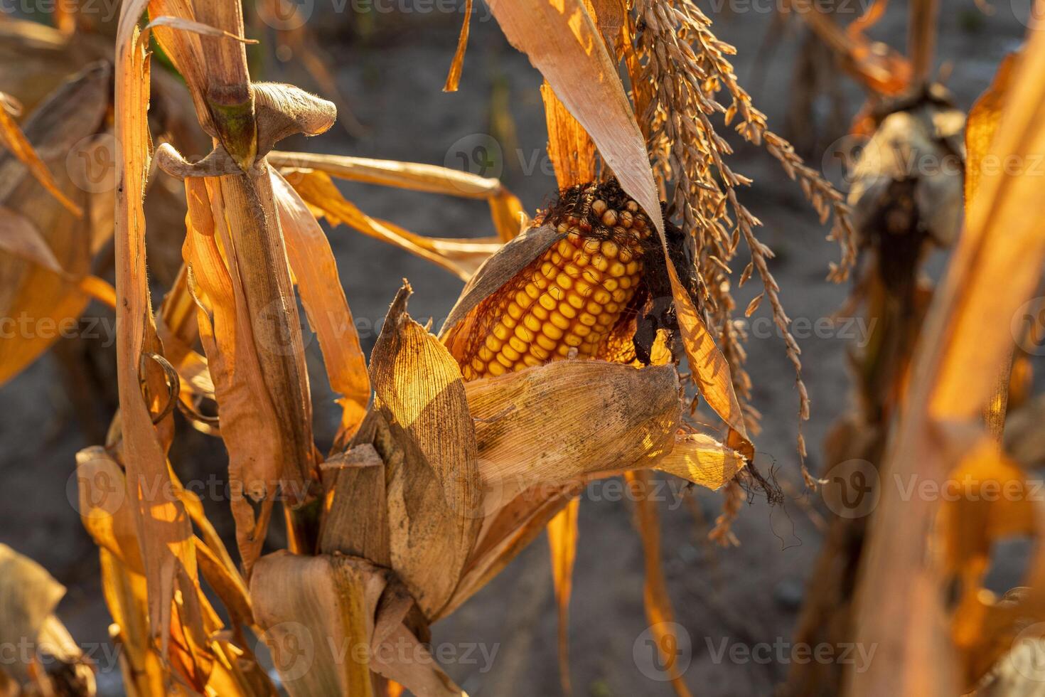 Corn plants display ripe ears in a field as the warm glow of sunset illuminates the harvest, revealing the beauty of agriculture photo