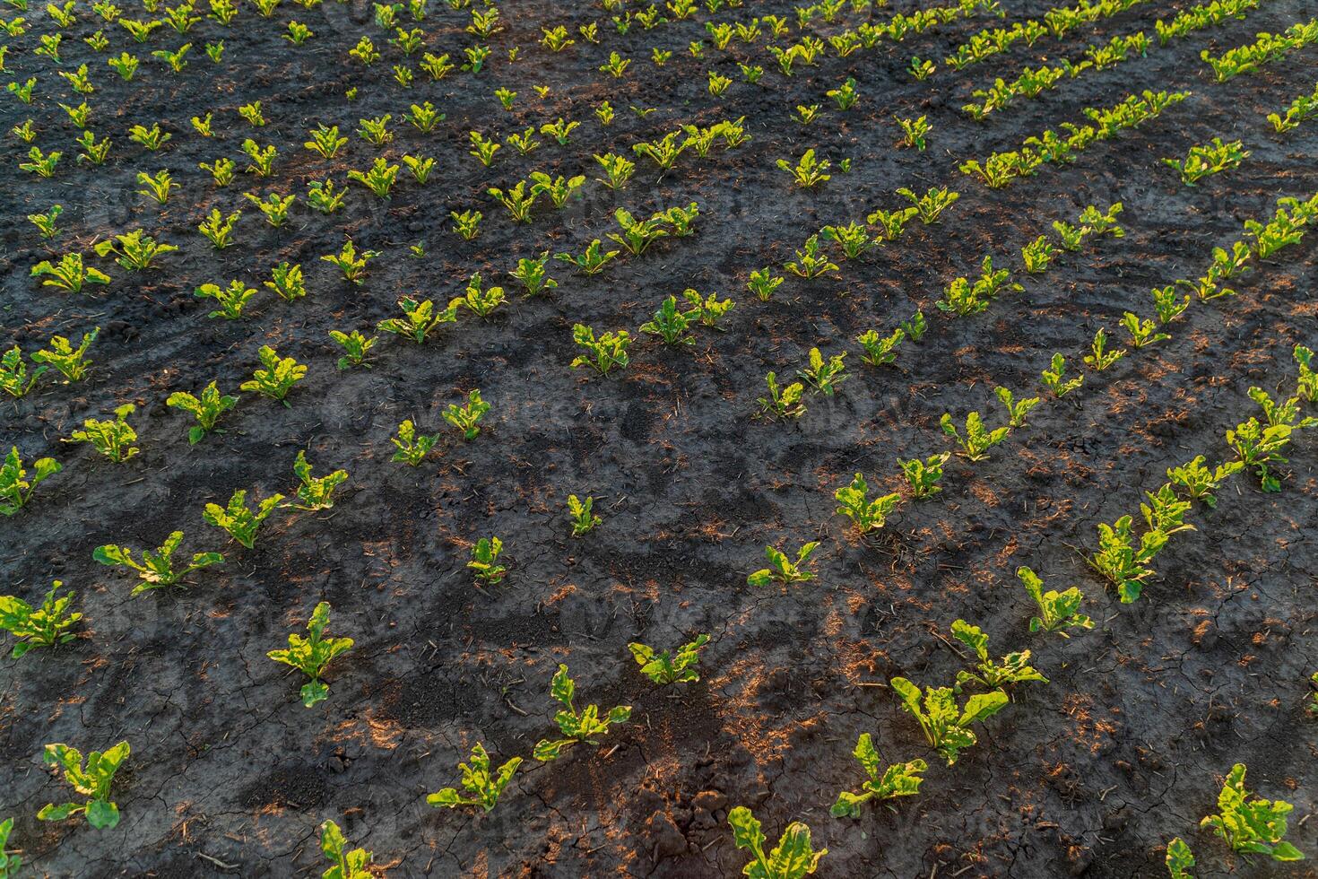 Rows of vibrant young plants stretch across a dark soil field, illuminated by the warm light of early morning, indicating a seasonal growth period photo
