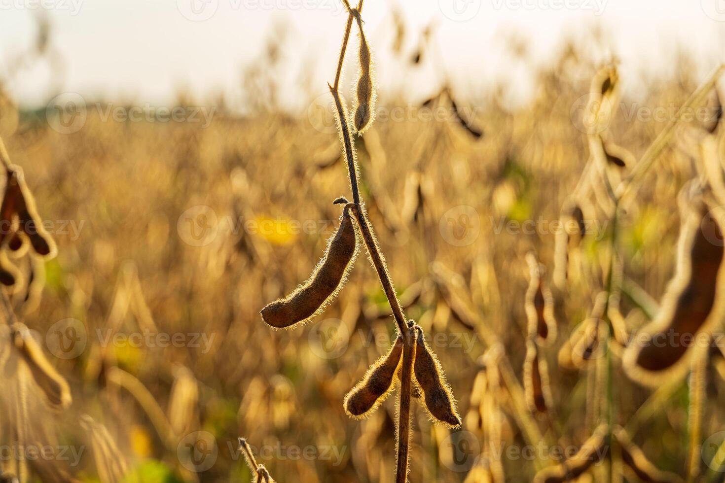 Soybean plants flourish in a vibrant field, showcasing abundant golden pods ready for harvest under a clear sky photo
