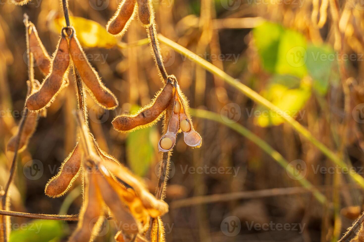 Pods of soybean plants hang in the warm sunlight, showcasing their mature, golden appearance in a lush agricultural setting photo