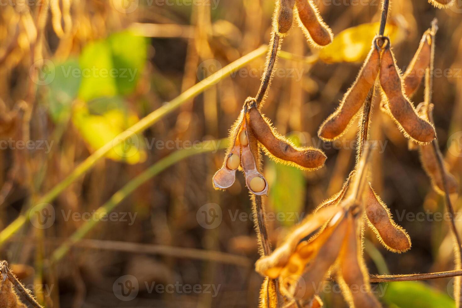 Soybean pods hang from plants under soft golden light, showcasing growth in a thriving farm environment during late afternoon photo