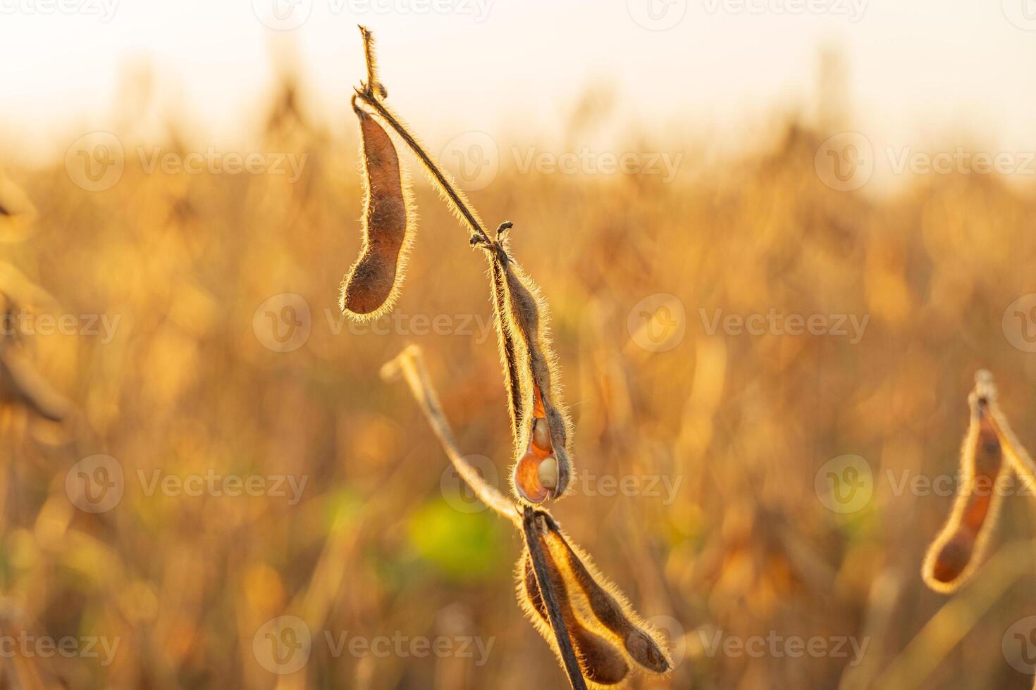 Soybean sprout clusters ripening in warm golden light during late afternoon on a flourishing plantation in a rural area photo