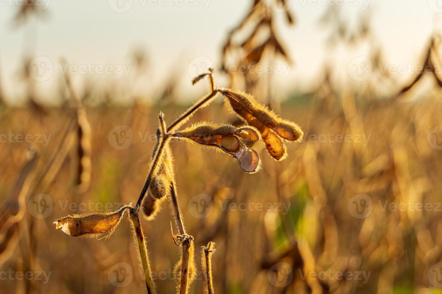Soybean plants display their pods filled with seeds, thriving in a sun-kissed field during the late afternoon harvest time photo