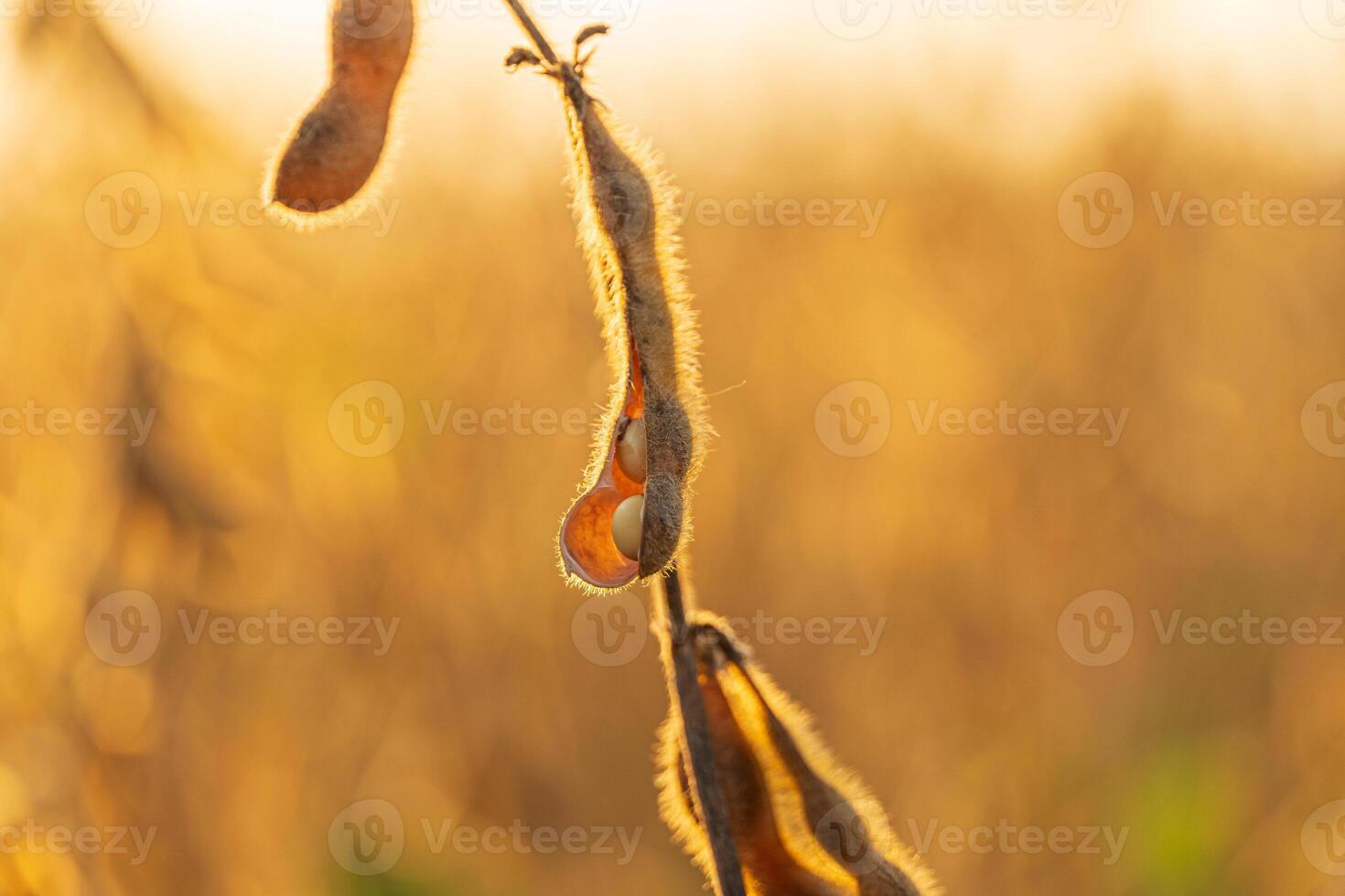 In a vibrant field, soybean plants display ripened pods filled with seeds, illuminated by the warm glow of the setting sun photo