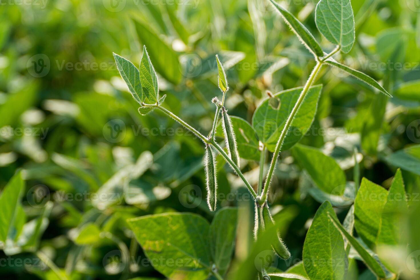 Green soybean plants showcase fresh growth with sprouts developing on healthy stems in a thriving agricultural field during daytime photo