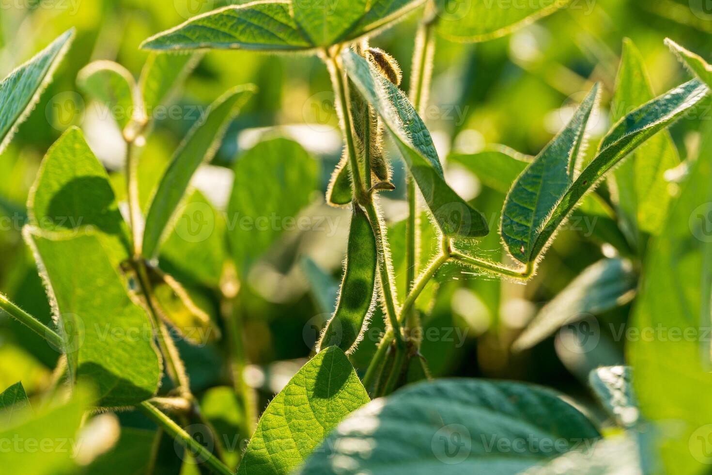 Soybean sprouts emerge from the soil, displaying lush green leaves under bright sunlight in a thriving plantation photo