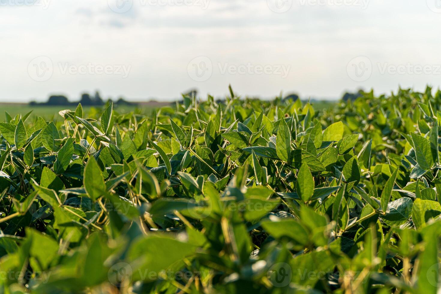 Healthy soybean plants stretch towards the sky in a vibrant field, basking in sunlight during the growing season on a clear day photo