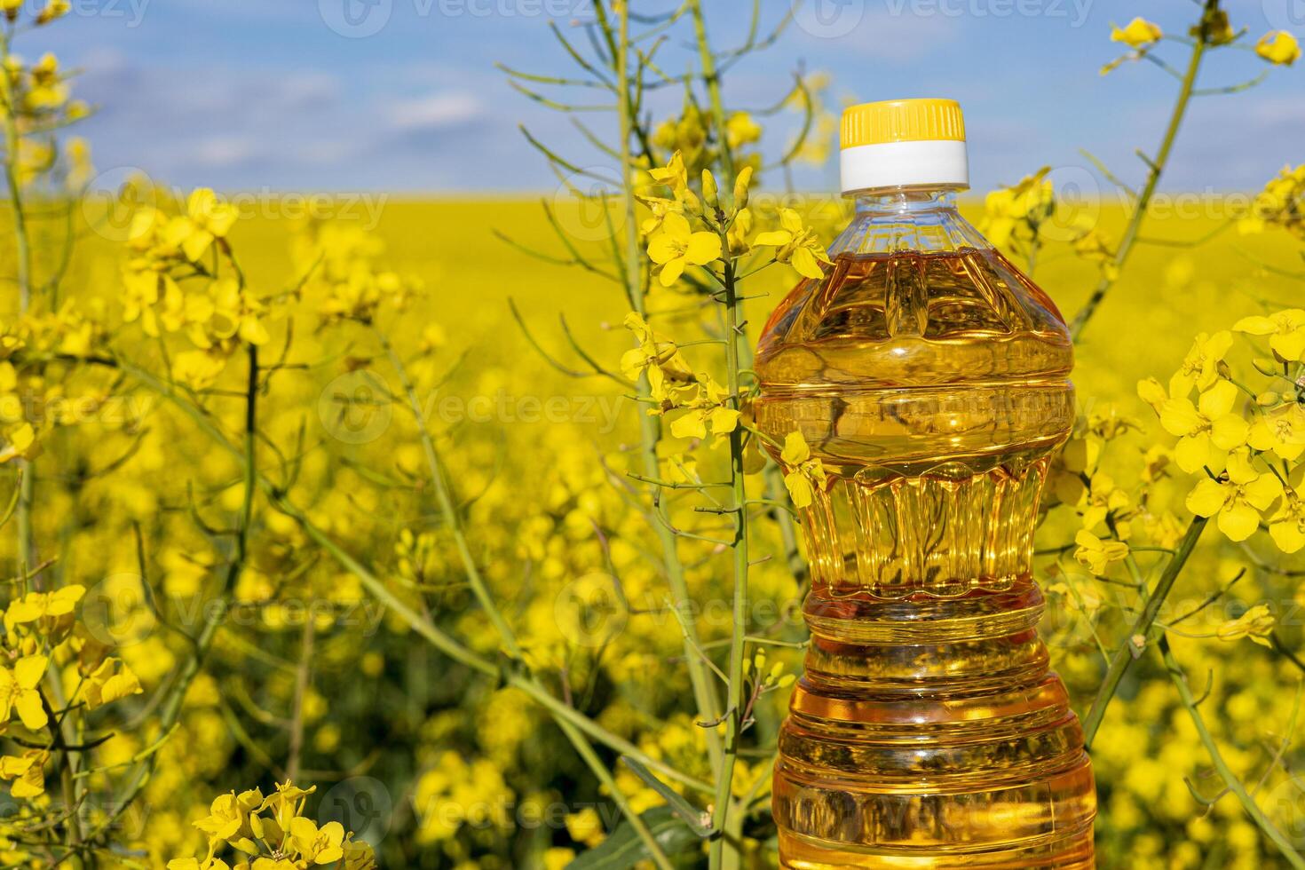 Bright yellow rapeseed flowers flourish across expansive fields, with a plastic bottle of canola oil prominently placed in the foreground photo