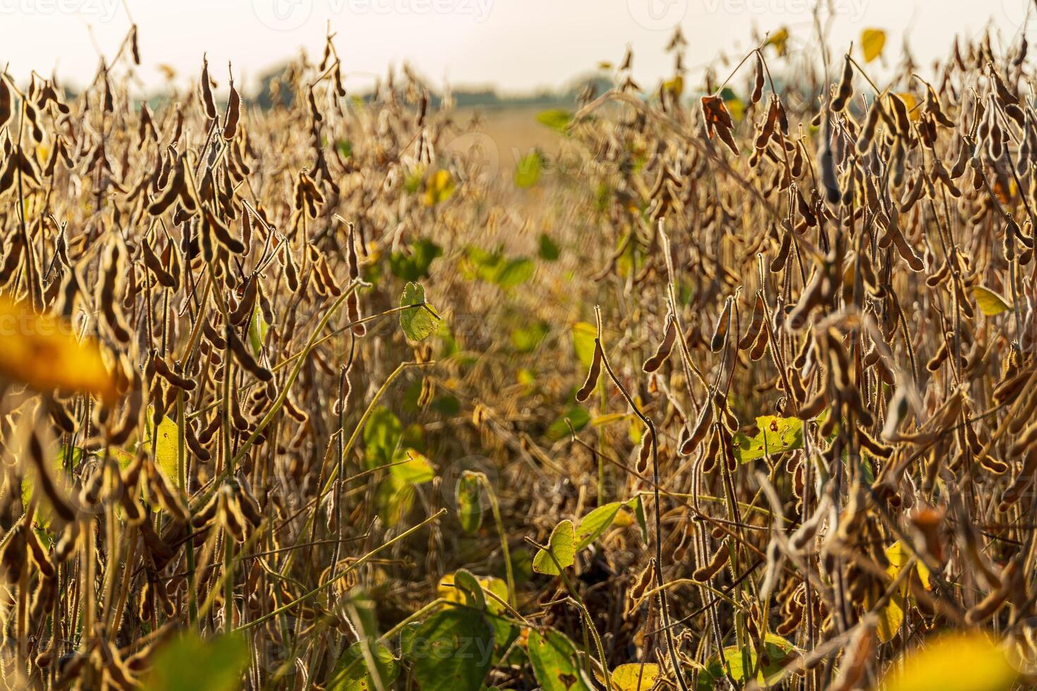 Mature soybean plants are visible in a field, indicating readiness for harvest during the growing season. The landscape reflects agricultural growth photo