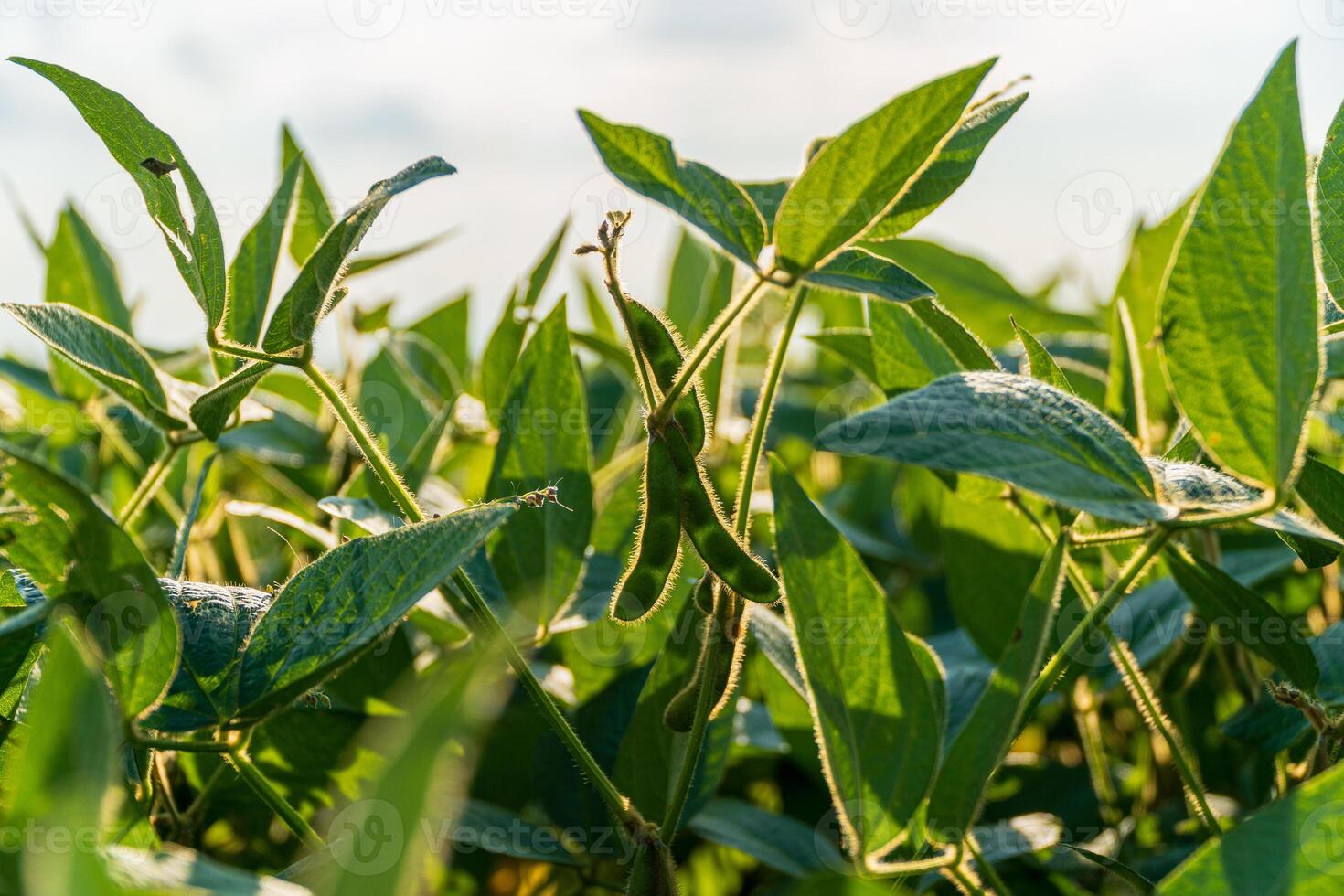 Healthy soybean sprouts flourish in a vibrant field under a bright sky, highlighting a thriving agricultural environment photo
