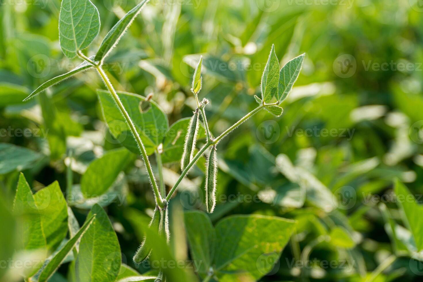 Soybean plants are thriving with green leaves and emerging pods in a vibrant plantation showcasing their growth process photo