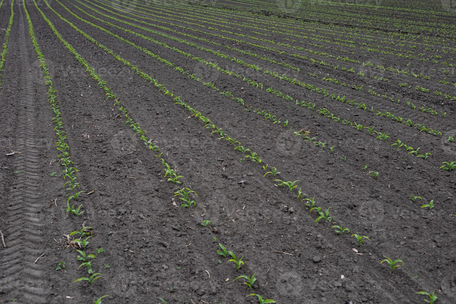Young maize plants emerge from the earth in straight rows, signifying the beginning of a new growing season in a rural setting photo
