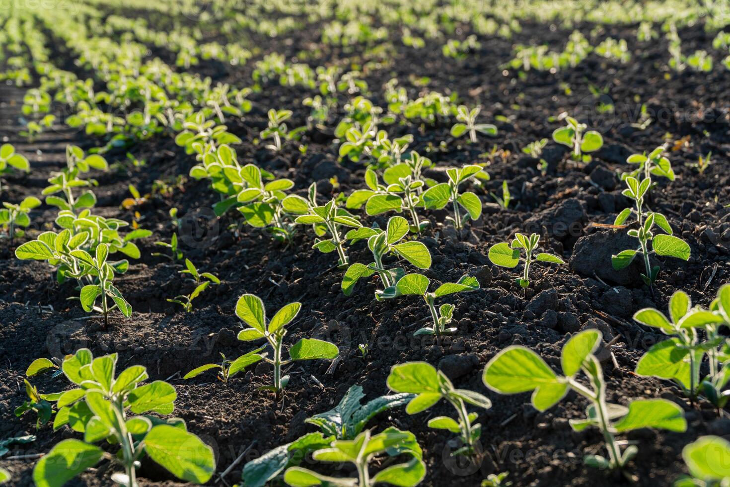 Rows of vibrant young soybean sprouts emerge from rich dark soil, basking in sunlight during early spring photo