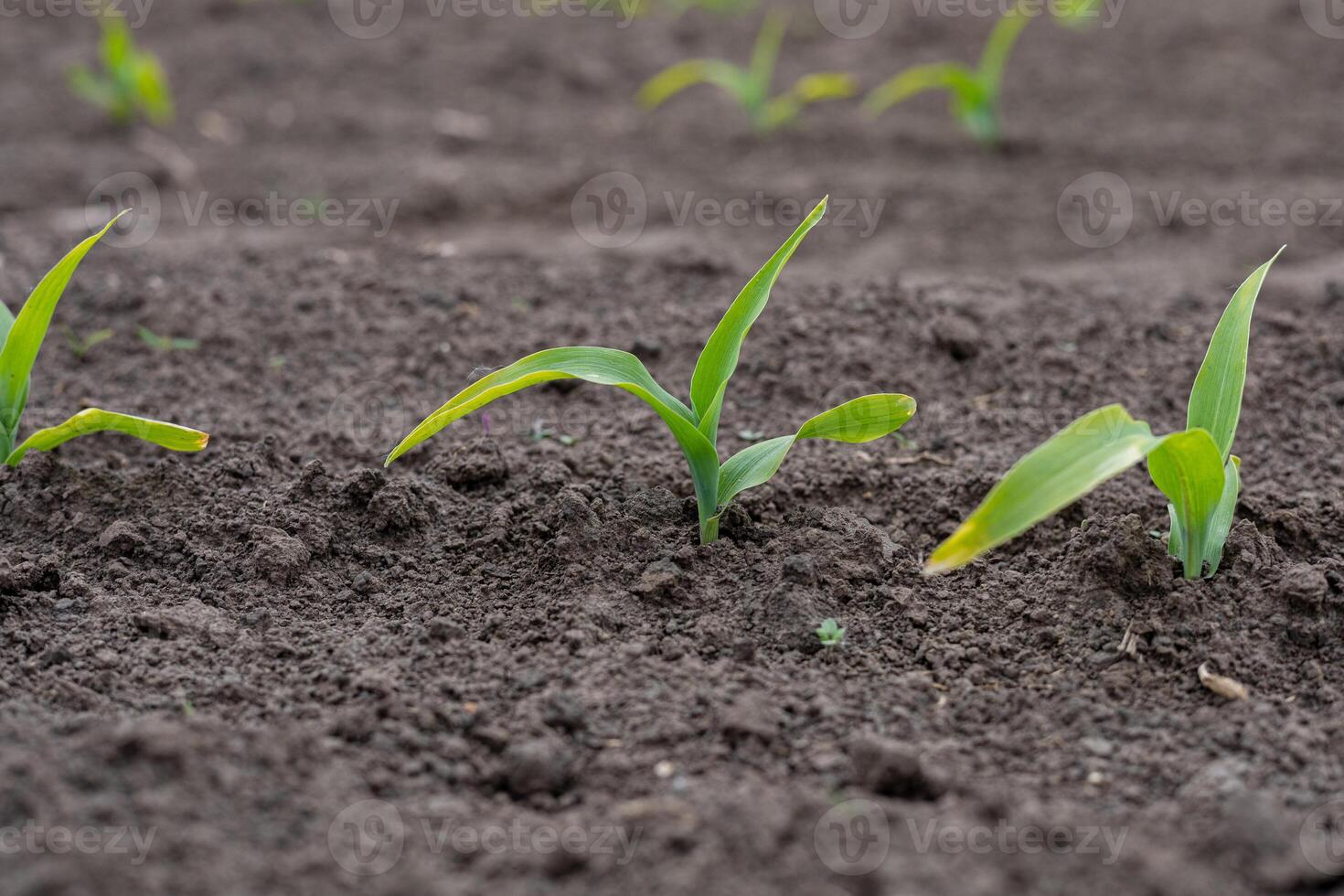 Freshly sprouted corn plants are breaking through the dark soil, showcasing vibrant green leaves in a rural setting at dawn photo