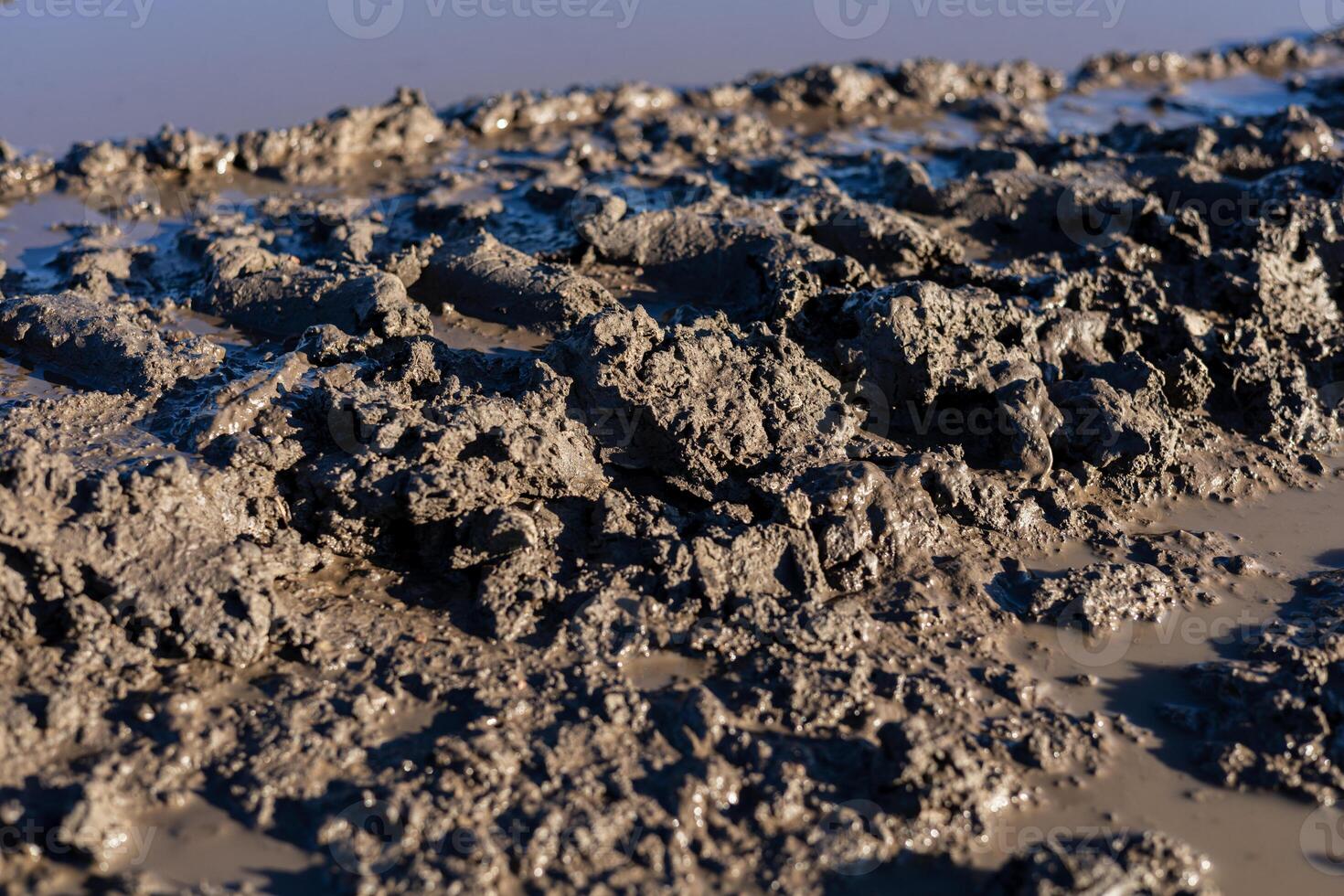 Thick, dark mud is present on the ground at a coastal wetland exposed during low tide, with moisture glistening under the sun photo