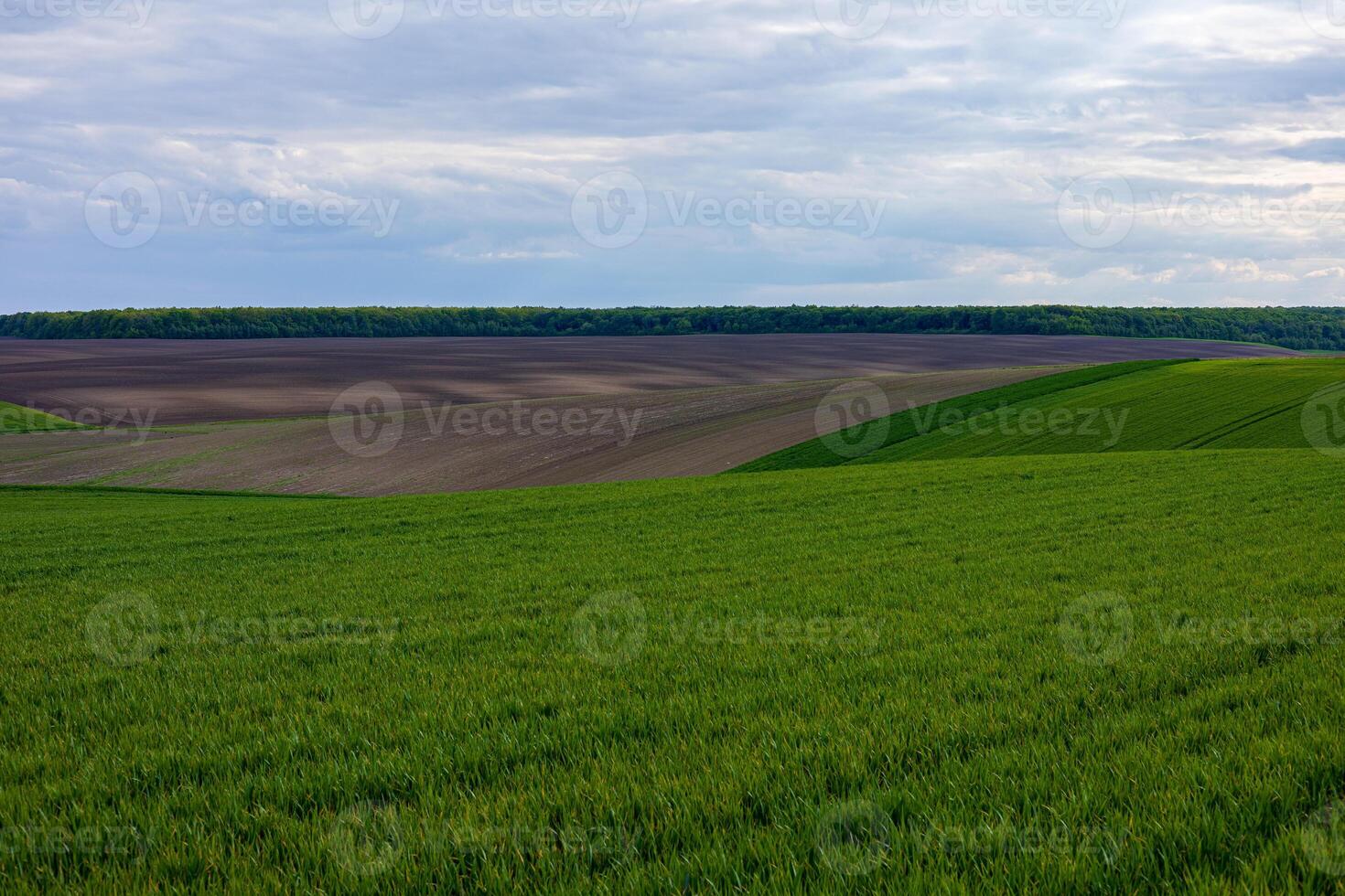 Wide expanse of winter wheat field displaying fresh green sprouts amidst a landscape of dark soil and clouds above photo