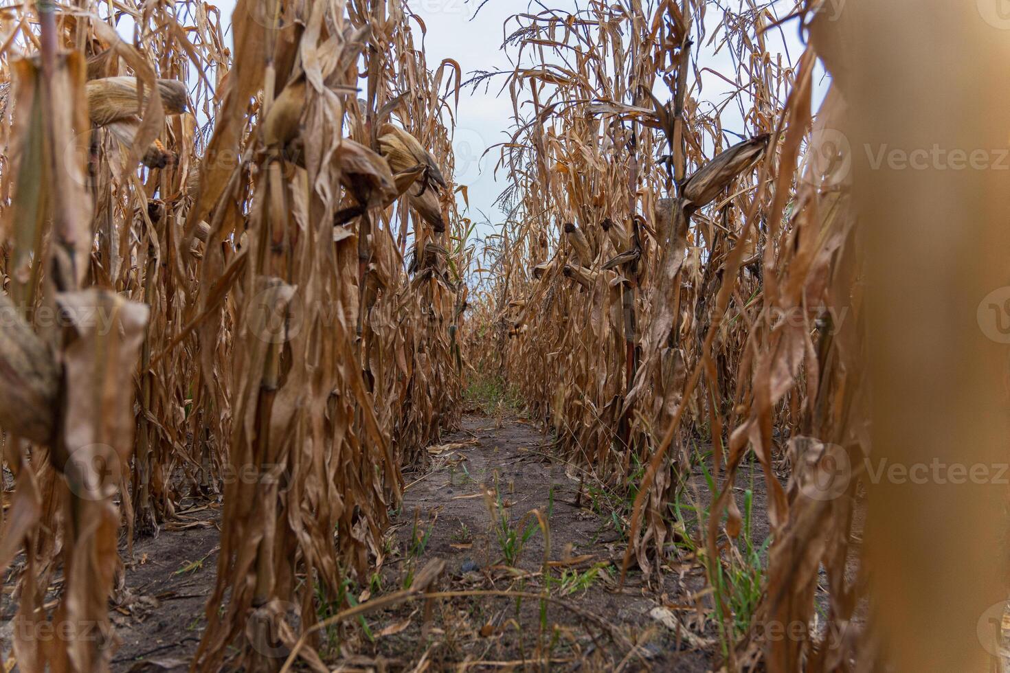 Young corn plants sprout among dry, withered stalks, highlighting the resilience of nature in a rural agricultural landscape photo