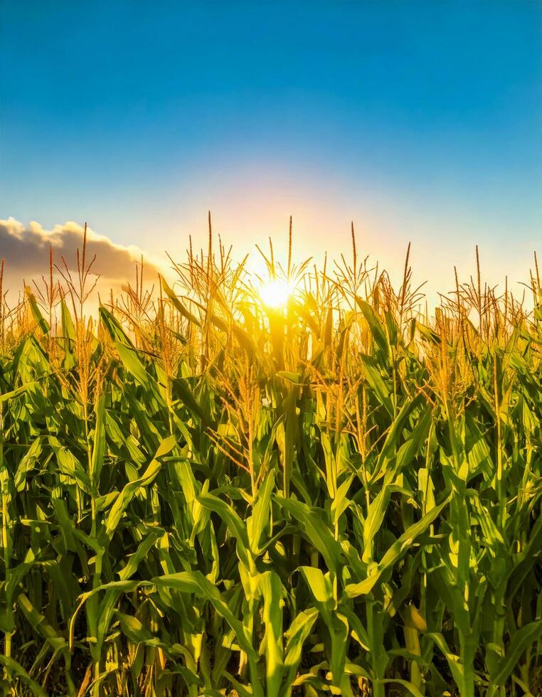 A serene sunlit field filled with tall, green corn stalks gently swaying in the wind, golden tassels gleaming in the late afternoon light, evoking the beauty of a summer harvest. photo