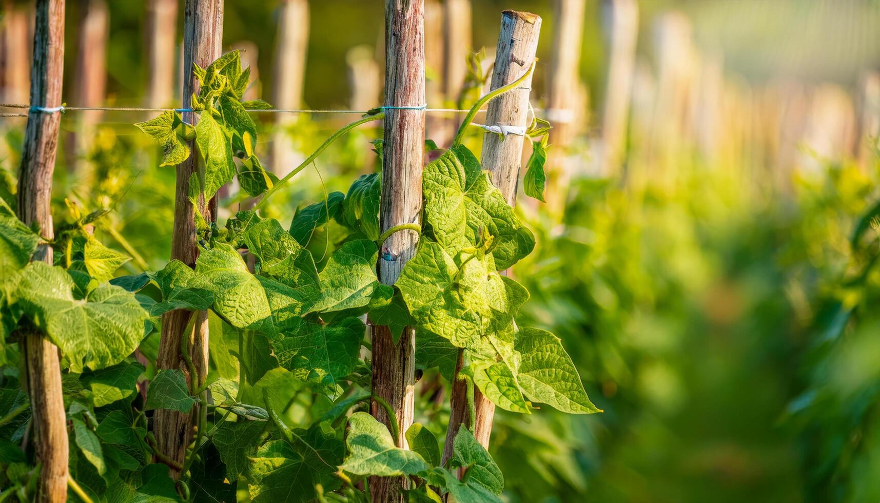 A lush summer garden featuring rows of green bean plants, their tendrils curling around wooden stakes, thriving in the warm sunlight. photo