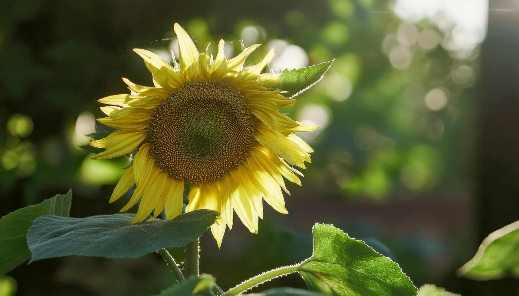 A beautiful sunflower, bursting into full bloom with glowing golden petals, stands tall in a field surrounded by rich green foliage, capturing the essence of a vibrant summer afternoon. photo