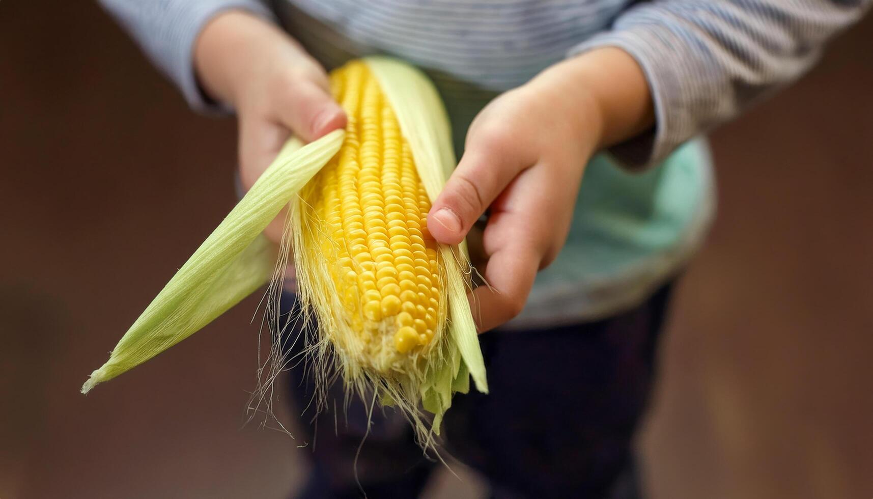A childs hands holding a freshly picked ear of corn with its golden silk still attached. photo