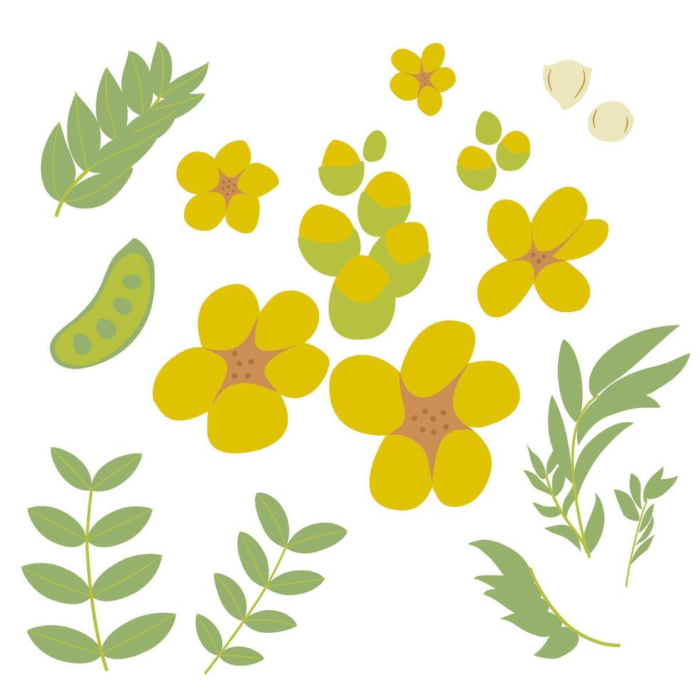Herbal Medicine, Senna vector