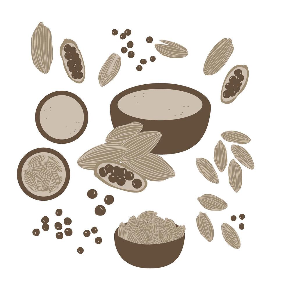 Herbal Medicine, Cardamom vector