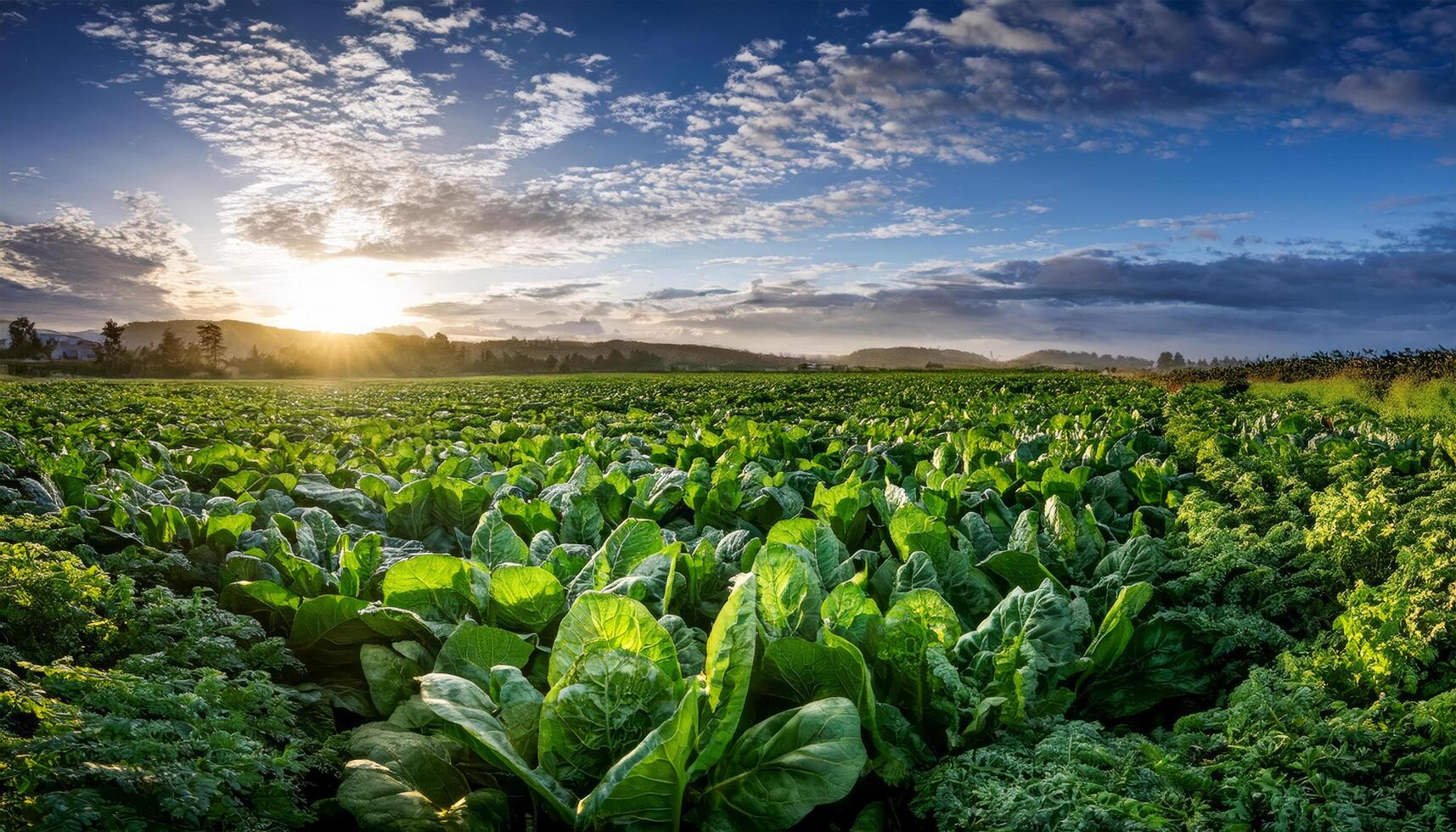 A wide view of a lush green field with rows of cabbage and kale growing under a dramatic sky with the sun rising or setting on the horizon. The agricultural landscape suggests a bountiful harvest photo