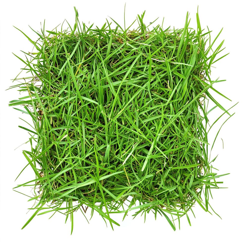 Square piece of green grass photo