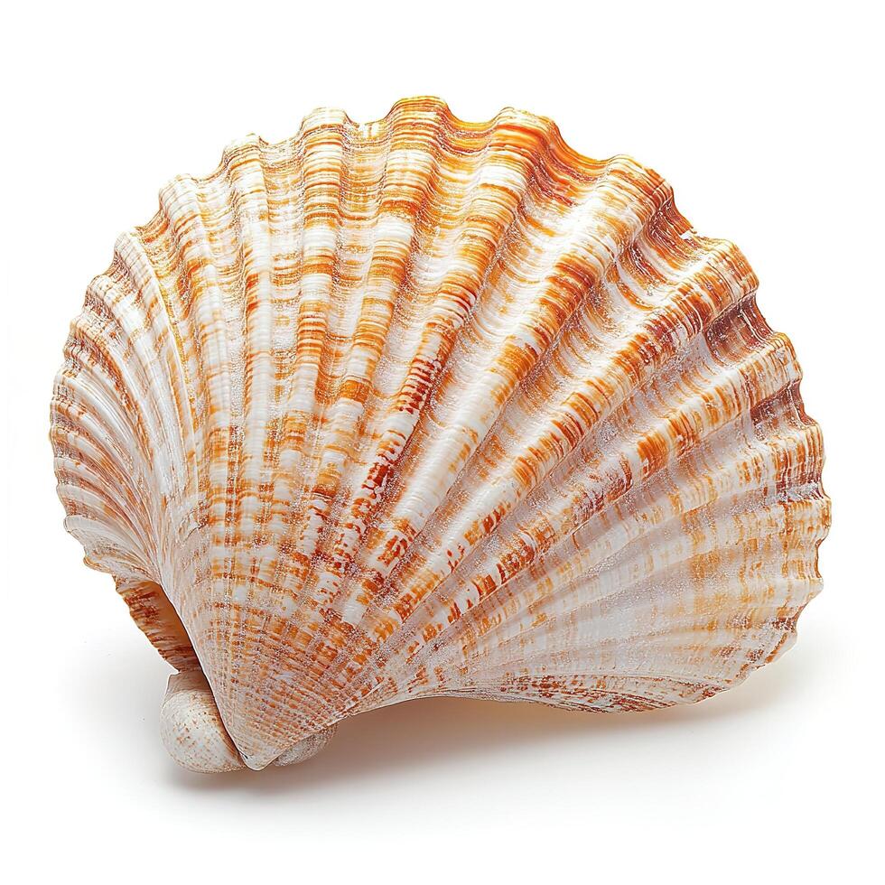 Isolated seashell on white background photo