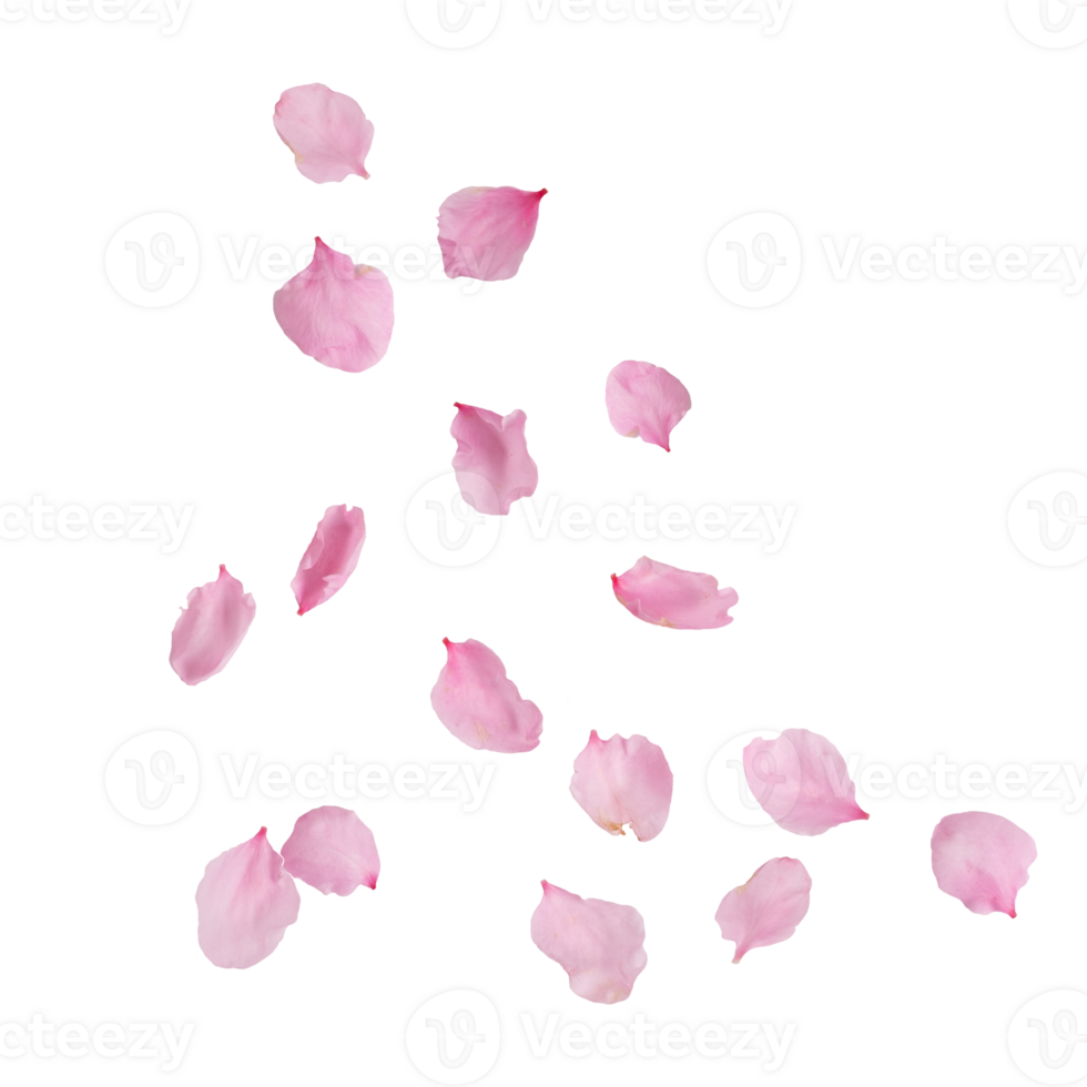 Fragrant pink petals falling isolated on transparent png